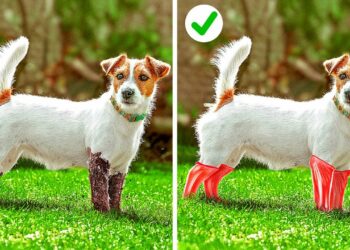 1646848422_maxresdefault-4242604-4866502-jpg