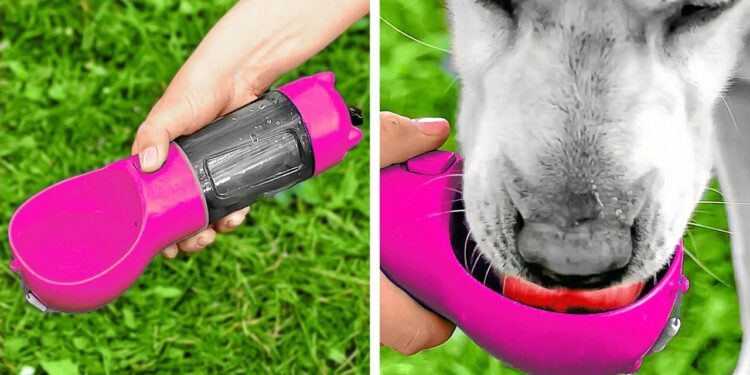 1647302893_maxresdefault-6420368-7308949-jpg