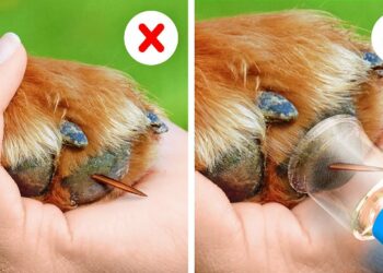 1650421184_maxresdefault-5328468-4838361-jpg