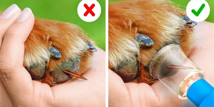 1650421184_maxresdefault-5328468-4838361-jpg