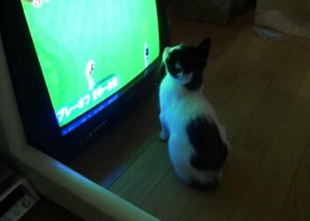 1653443291_maxresdefault-6737274-7274188-jpg