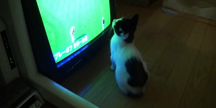 1653443291_maxresdefault-6737274-7274188-jpg