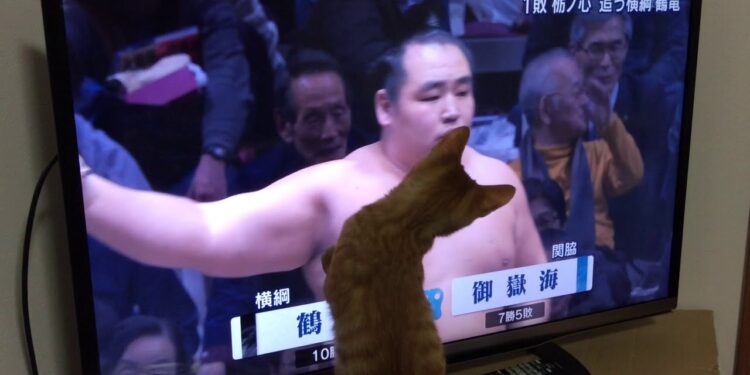 1653645404_maxresdefault-4556279-2312508-jpg