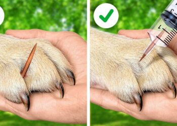 1654220803_maxresdefault-7591341-4849227-jpg