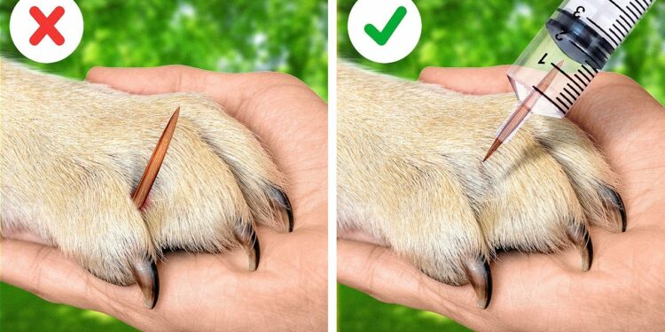 1654220803_maxresdefault-7591341-4849227-jpg