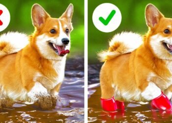 1655519444_maxresdefault-8945818-4003745-jpg