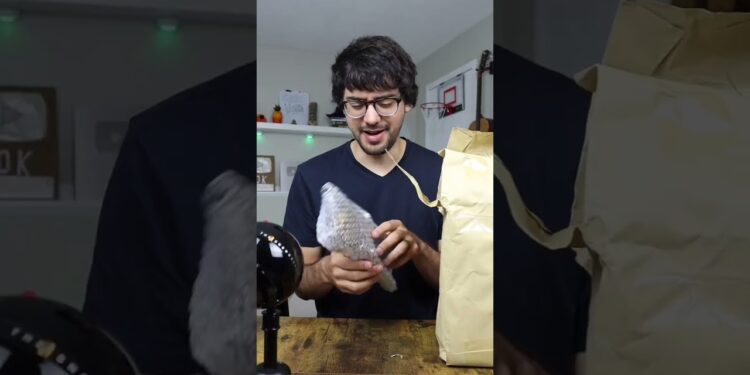 1662336823_maxresdefault-6267363-1363798-jpg