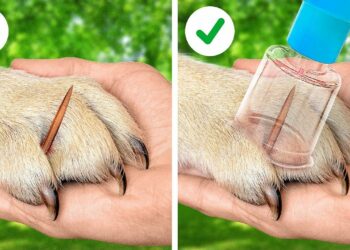 1667563427_maxresdefault-3927510-2523496-jpg