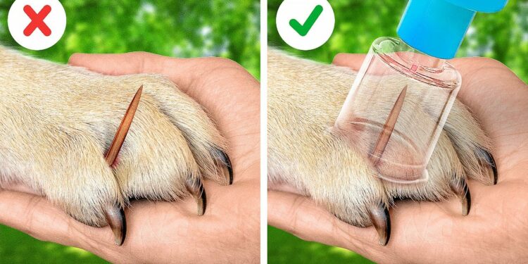 1667563427_maxresdefault-3927510-2523496-jpg