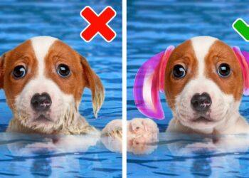 1667758208_maxresdefault-9909396-4557087-jpg