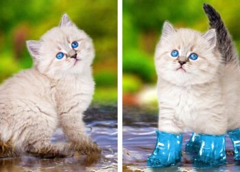 1668991785_maxresdefault-7314096-4105834-jpg