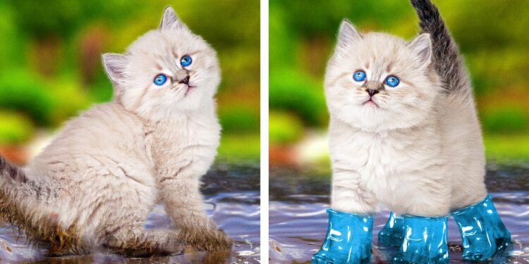 1668991785_maxresdefault-7314096-4105834-jpg