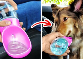 1670063187_maxresdefault-2319387-8078093-jpg