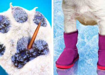 1670452613_maxresdefault-2506691-6805355-jpg