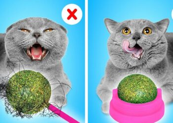 1676653242_maxresdefault-4196318-3502854-jpg