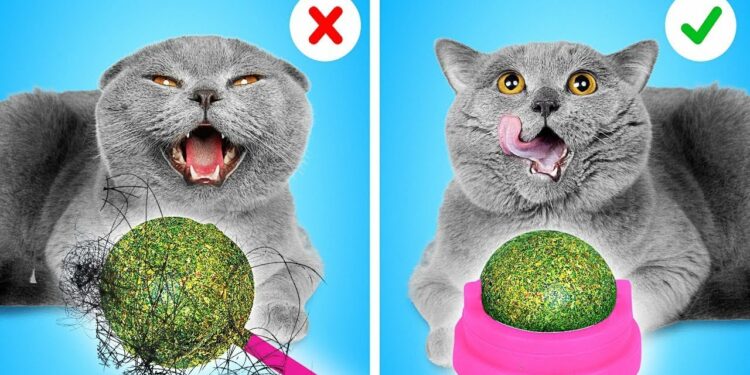 1676653242_maxresdefault-4196318-3502854-jpg