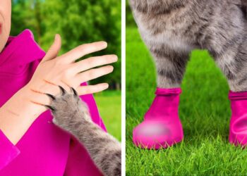 1679477486_maxresdefault-6023928-4044145-jpg