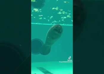 1684010071_maxresdefault-3232811-2373056-jpg