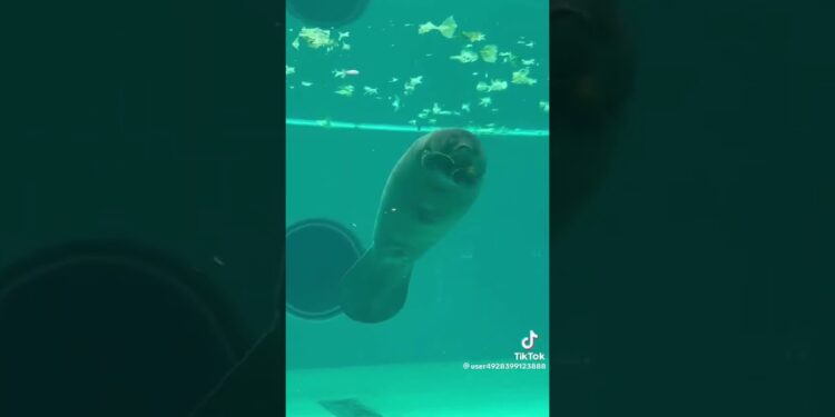 1684010071_maxresdefault-3232811-2373056-jpg