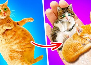 1689509029_maxresdefault-6578252-7897878-jpg