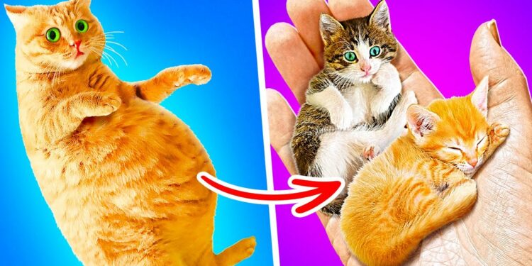 1689509029_maxresdefault-6578252-7897878-jpg