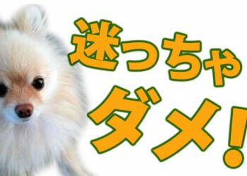 1693590897_maxresdefault-8103531-8767141-jpg