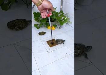 Is this really a useful gadget for you? #shorts #gadgets