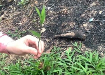 giới thiệu 1 loại cỏ phổ biến mọc ở ven đồi