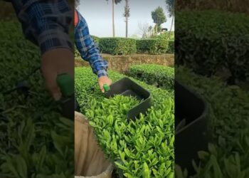 #07 Tea Time…Harvest Time: The Gadget That Makes Picking a Breeze  #teaharvest#teapicker