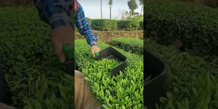 #07 Tea Time…Harvest Time: The Gadget That Makes Picking a Breeze  #teaharvest#teapicker