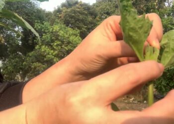 giới thiệu về cây cỏ hôi ngũ sắc mọc ở rừng rất nhiều