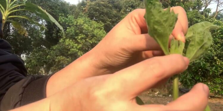 giới thiệu về cây cỏ hôi ngũ sắc mọc ở rừng rất nhiều