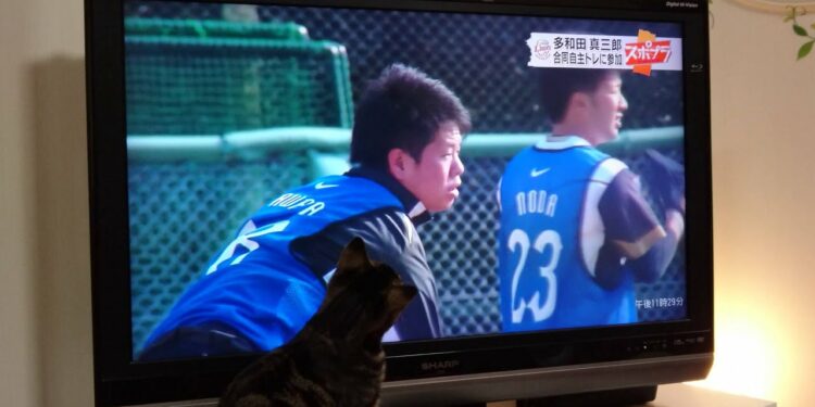 たわし(3)スポーツニュースがお好き