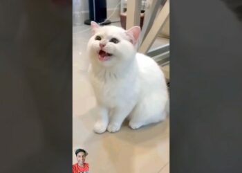 smart appliances! new gadgets, versatile utensils, tool items #shorts #gadget