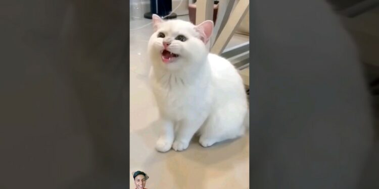 smart appliances! new gadgets, versatile utensils, tool items #shorts #gadget