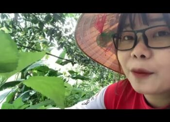 Giới thiệu cây lá gai dùng đẻ làm bánh gai rất ngon