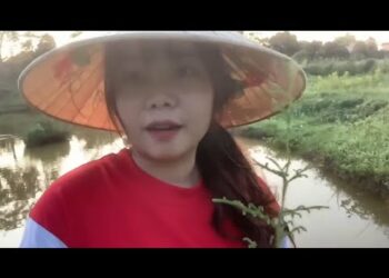 Cây thông đất mọc bên ven ao rất đẹp làm bể cá cực đẹp