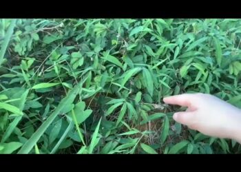 Cây xấu hổ 1 loại cây nhiều người không biết