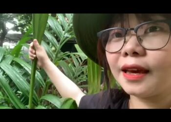 Cây cau lùn được trồng phổ biến ở nhà dân vùng quê dùng để ăn trầu