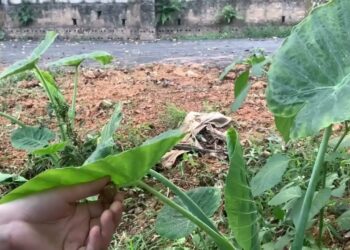 Giới thiệu về dọc mùng cực kỳ phổ biến ở vùng quê