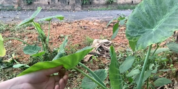 Giới thiệu về dọc mùng cực kỳ phổ biến ở vùng quê