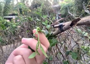 Cây mồng tơi rất dễ trồng ăn rất ngon và nhiều công dụng khác