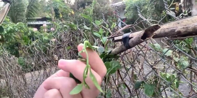 Cây mồng tơi rất dễ trồng ăn rất ngon và nhiều công dụng khác