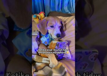 ANABUL MULAI KECANDUAN GADGET‼️😱🤣 #shorts #anjinglucu