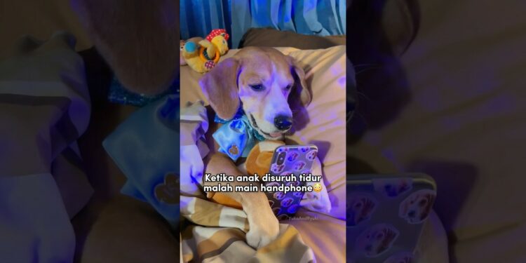 ANABUL MULAI KECANDUAN GADGET‼️😱🤣 #shorts #anjinglucu