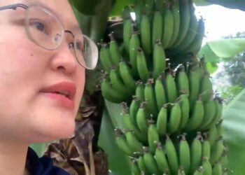 Cây chuối tiêu cực kỳ phổ biến ở miền bắc nước ta