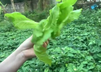 giới thiệu cây xà lách món ăn phổ biến trong mỗi bữa ăn