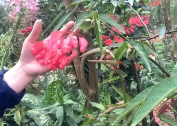 Giới thiệu về cây hoa buông, một loại hoa kì lạ