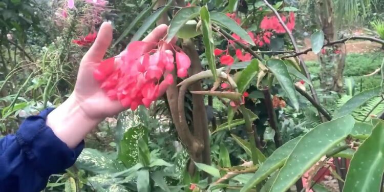 Giới thiệu về cây hoa buông, một loại hoa kì lạ