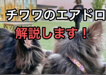 【Cosmos】Atom周りのエアドロ解説します。パート2。Chihuahuaの受け取り方。可愛いワンチャンたくさん貰おうね